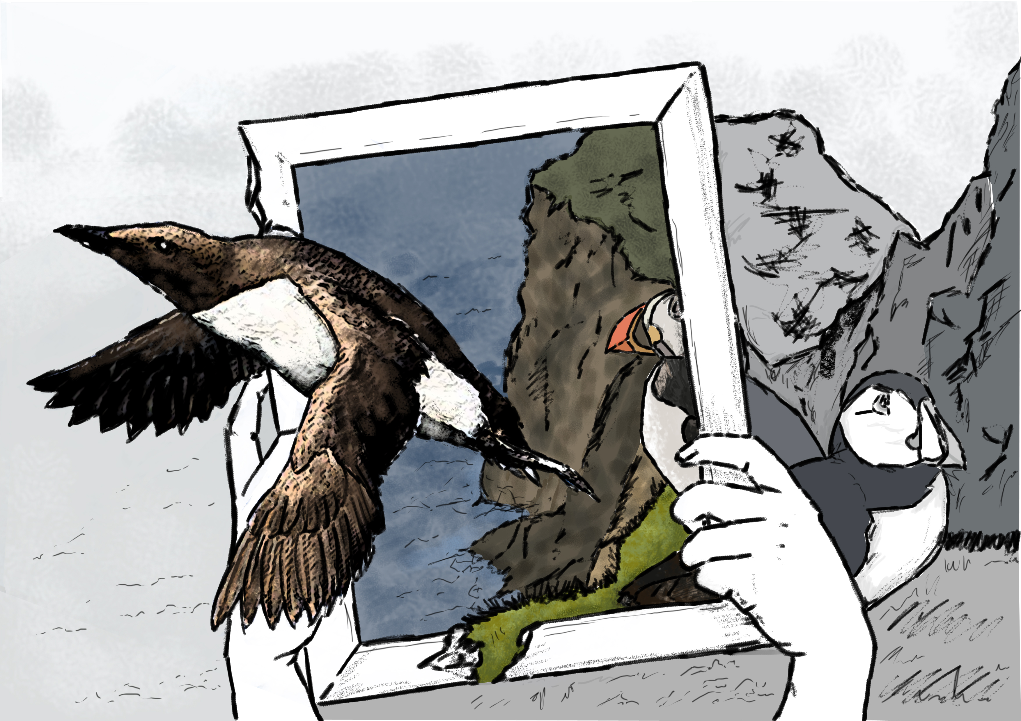 guillemot flying from a broken frame with the isle of may and puffins in the background. 